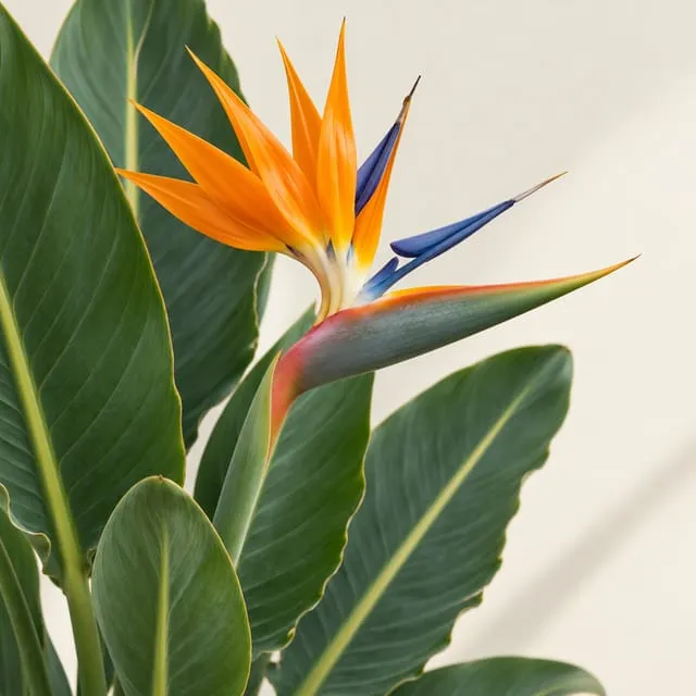 Bird of paradise