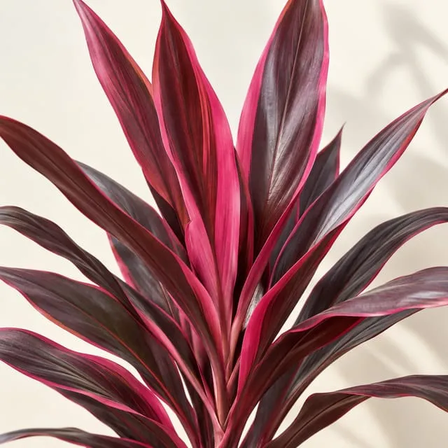 Cordyline