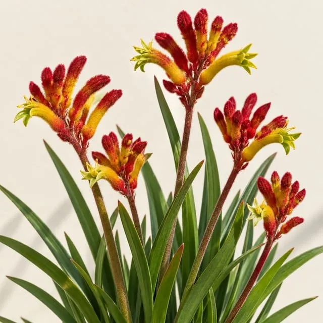 Dwarf kangaroo paw