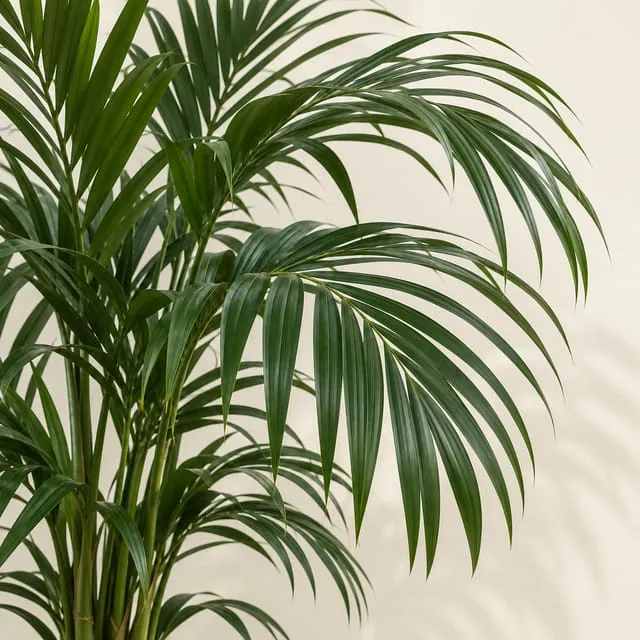 Kentia palm