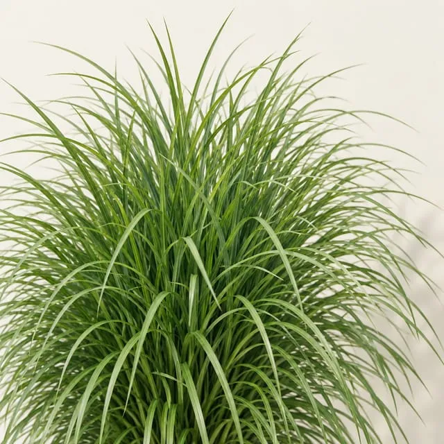 Lomandra