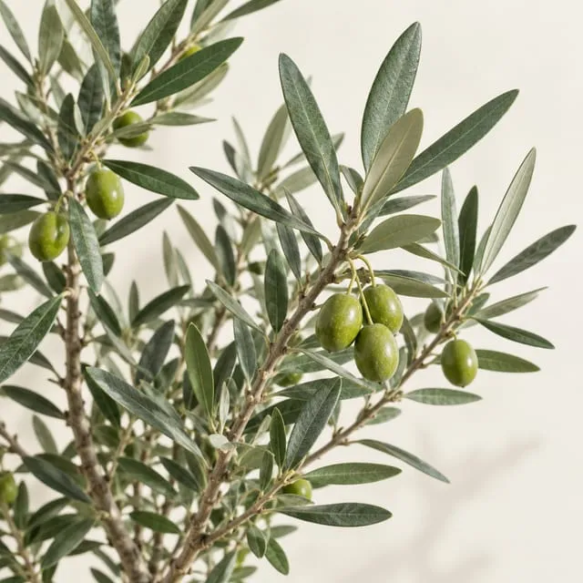Olive tree