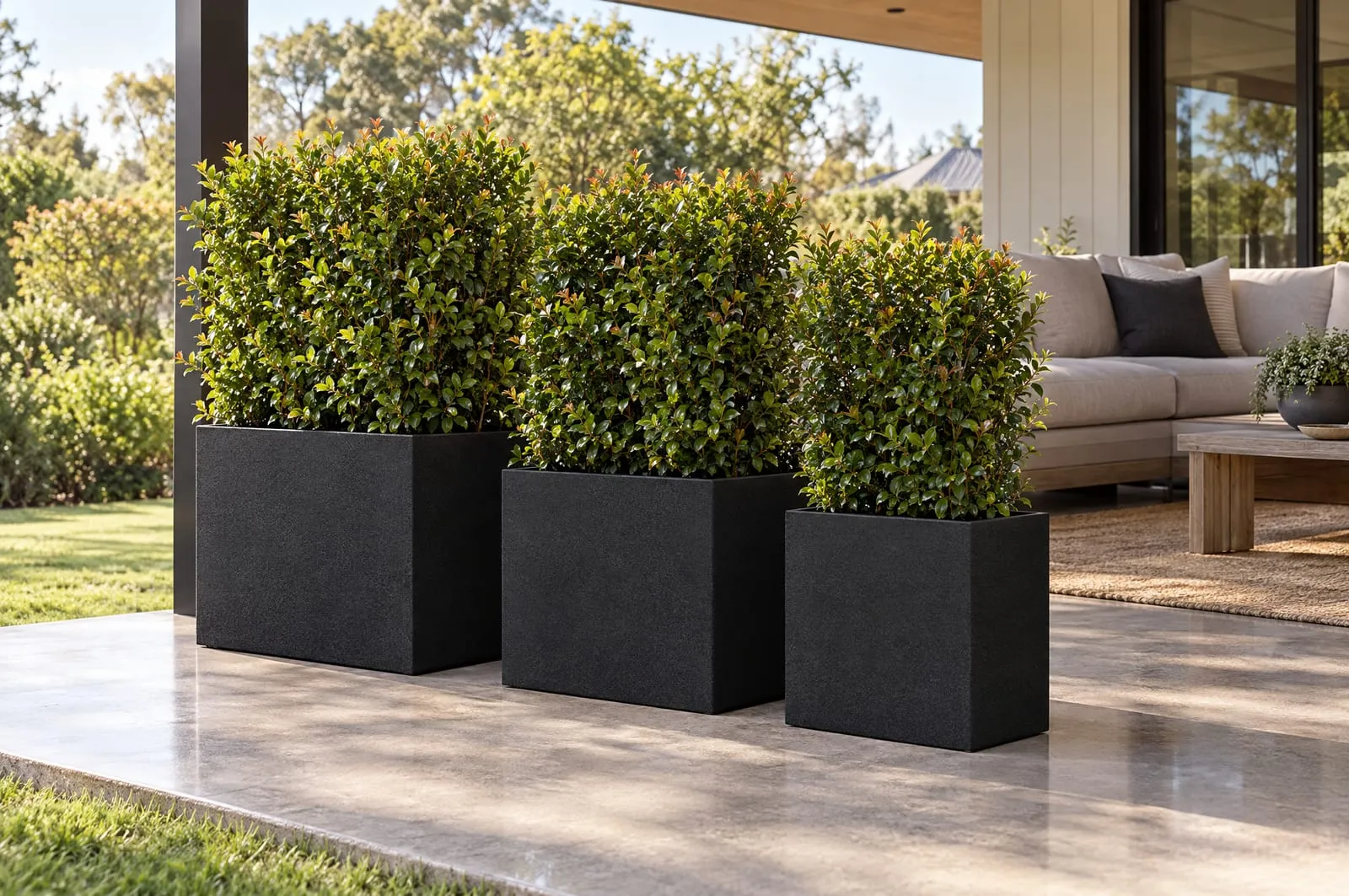 Calais troughs in Onyx planted with lilly pilly as a screen along a verandah