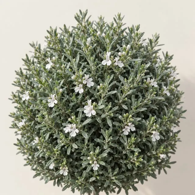 Westringia